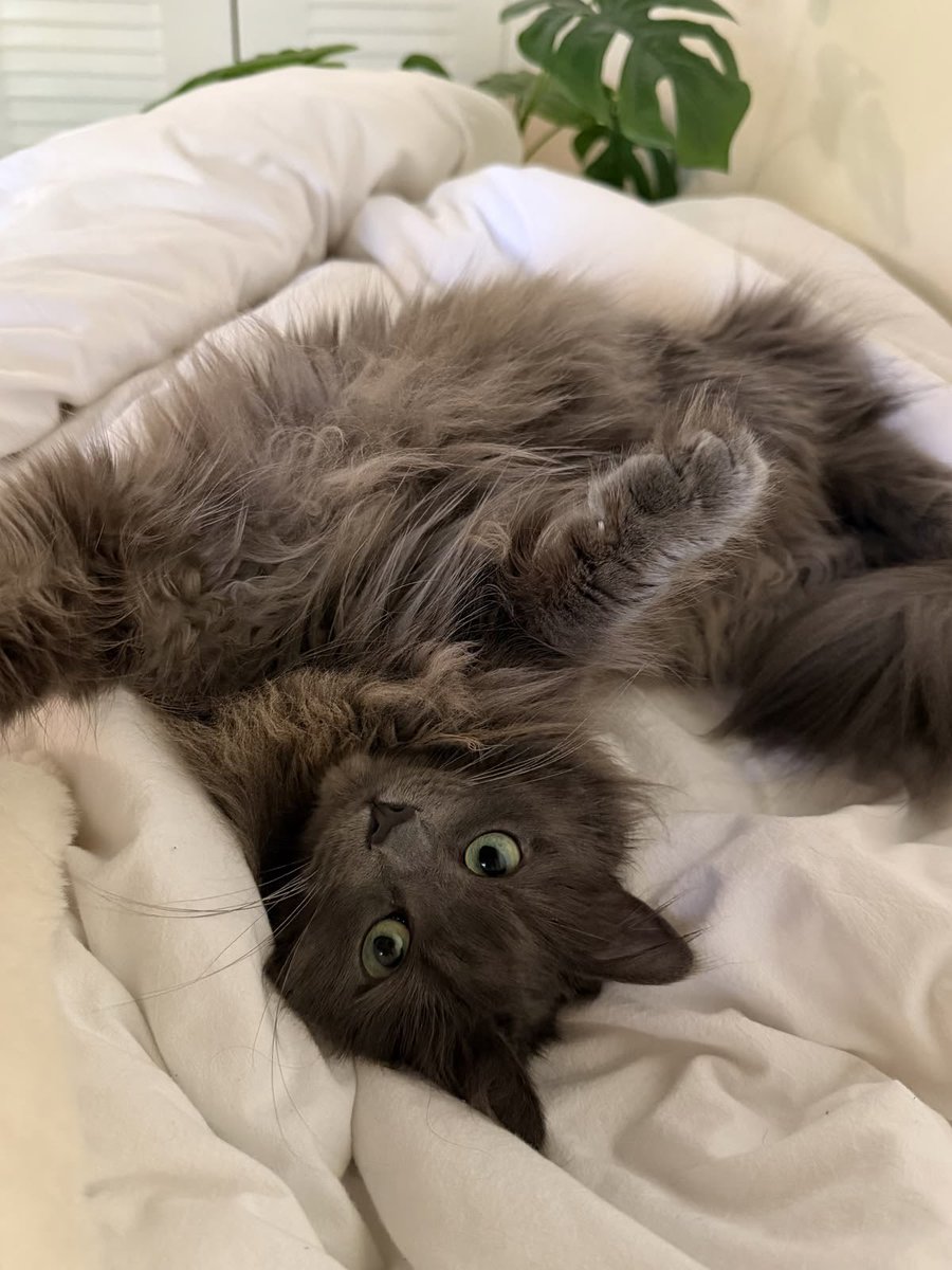 jiciakq's tweet photo. Lily ❤️ https://t.co/FHA2TCB46w