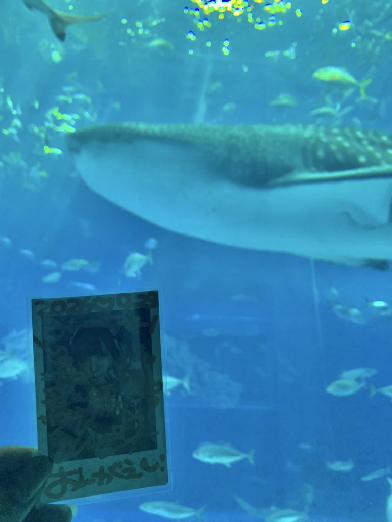lovesmile_f's tweet photo. 美らなの！サメなの！ゆまなのだっ🦈♩

#ゆまなのだっ https://t.co/y5OvYDH4lu