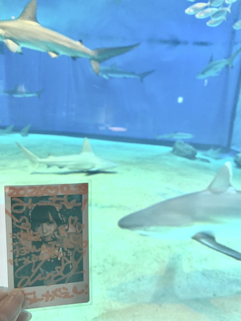 lovesmile_f's tweet photo. 美らなの！サメなの！ゆまなのだっ🦈♩

#ゆまなのだっ https://t.co/y5OvYDH4lu