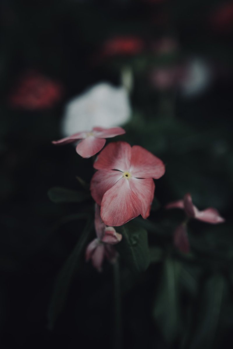 Rei0AM's tweet photo. https://t.co/O8DgZZ2vwd