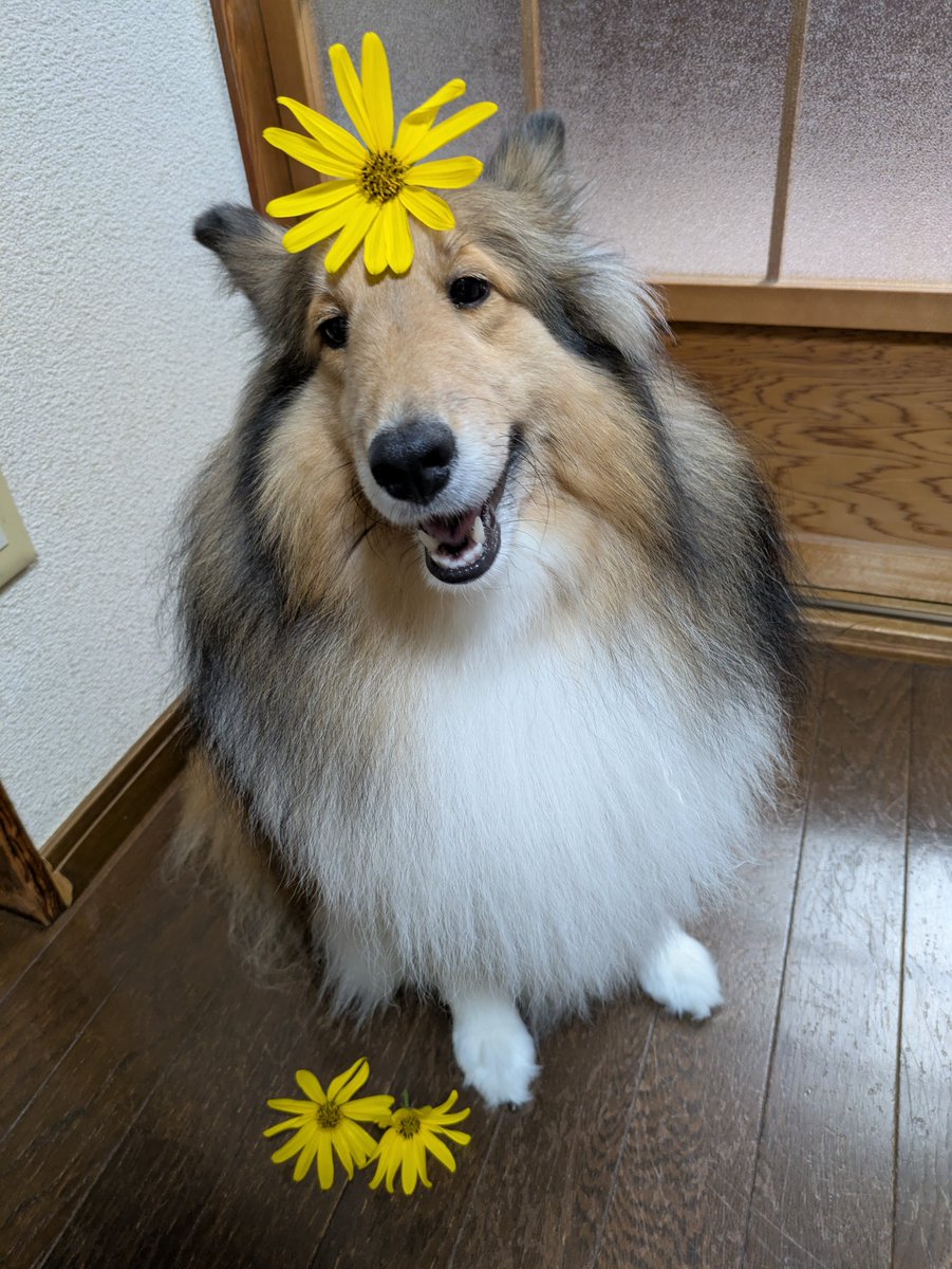 koorokuy's tweet photo. 雨が降り続くので、なかなかお散歩に行けません。🐕‍🦺
…ので、菊芋の花を飾りました。🐶 https://t.co/gJMH02XH95