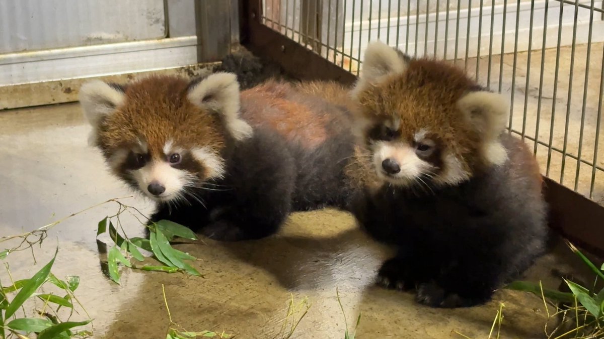nishiyama_zoo's tweet photo. 【レッサーパンダの赤ちゃん情報】

レッサーパンダのいえのラウンジで放映中の赤ちゃん動画を更新しました。

ラウンジ限定の動画となっていますので、
可愛らしい赤ちゃんたちの様子をご覧ください。

#鯖江市西山動物園
#レッサーパンダ
#レッサーパンダの赤ちゃん https://t.co/ZCO8K6WzAA