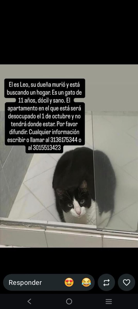 nimbuscienta's tweet photo. 📌😿❤️MEDELLÍN https://t.co/dnyFUa1pHn