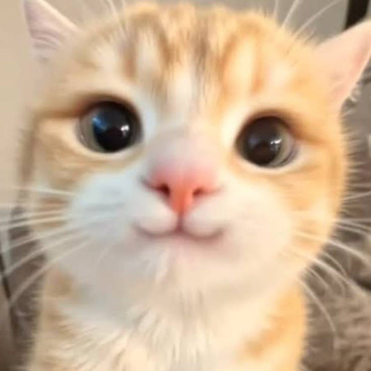 wbiniscat tweet picture