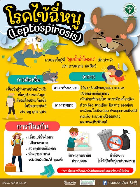 eng_anywhere's tweet photo. โรคฉี่หนู‼️ใครที่เดินลุยน้�� ยิ่งมีแผลตามร่างกายต้องระวังน้าา โรคนี้จะแสดงอาการช้าและค่อยเป็นๆ จะมีอาการชัดเจนประมาณหลัง 10-14 วัน โดยปกติค่ะ #น้ำท่วม #น้ำท่วมกรุงเทพ 

> ไข้สูง
> ปวดเมื่อย
> ปวดหัว ตาแดง
> อ่อนเพลีย

ใครไม่มีบูทสามารถเอาถุงดำมาสวมแล้วเทปเอาได้นะคะ https://t.co/DLOirQJDHo