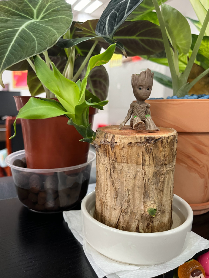 YeseniaHarlso's tweet photo. [Just caught my desk plant "stealing" my leftover lunch crumbs—now it’s got a tiny leaf mustache. Office chaos = cutest secret ever. ] https://t.co/76YVFyVjuj