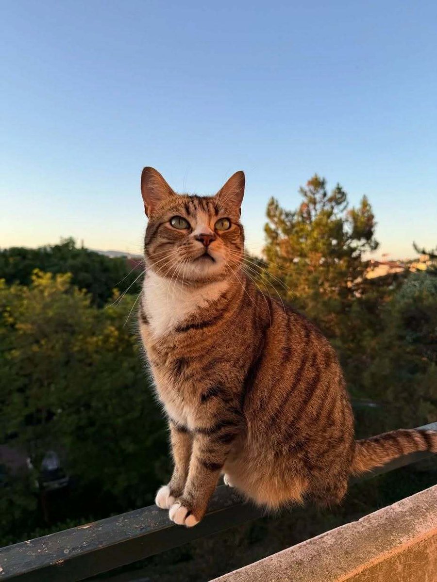 vigipets's tweet photo. 🟠 🐱 Chat perdu le 26/09/2026 à Tassin-La-Demi-Lune (69160).
Race : Européen / Âge : 4 an(s)
Shoco / Mâle / Identifié(e) : Oui
☎️ 0618602776
📧 lucascolominawax@gmail.com
#chatperdu #chattrouve #chat #perdu #trouve https://t.co/H6Fkau8Bwu
