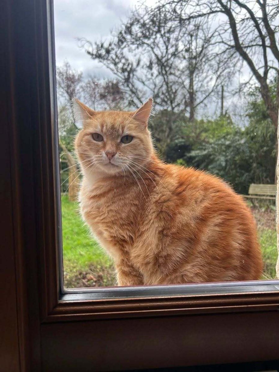 vigipets's tweet photo. 🟠 🐱 Chat perdu le 26/09/2026 à Besançon (25000).
Race : Européen / Âge : 6 an(s)
Biscotte / Mâle / Identifié(e) : Oui
☎️ 0767827174
📧 cassie.delorme123@gmail.com
#chatperdu #chattrouve #chat #perdu #trouve https://t.co/WjRsEDyp3q