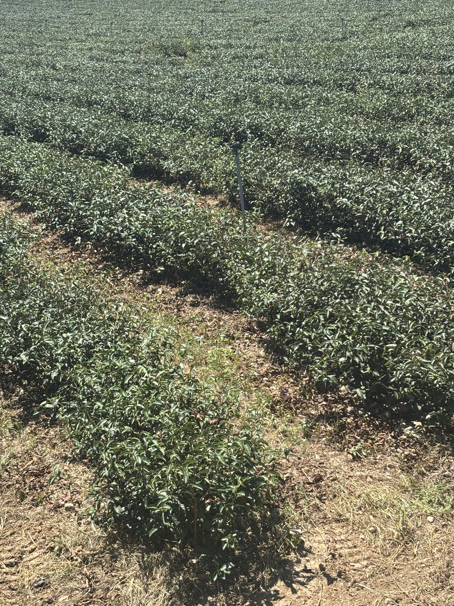 galeriesassen's tweet photo. Das erste Mal in meinem Leben habe ich Teeplantagen gesehen und gerochen. #tee https://t.co/hYGbBidMDI