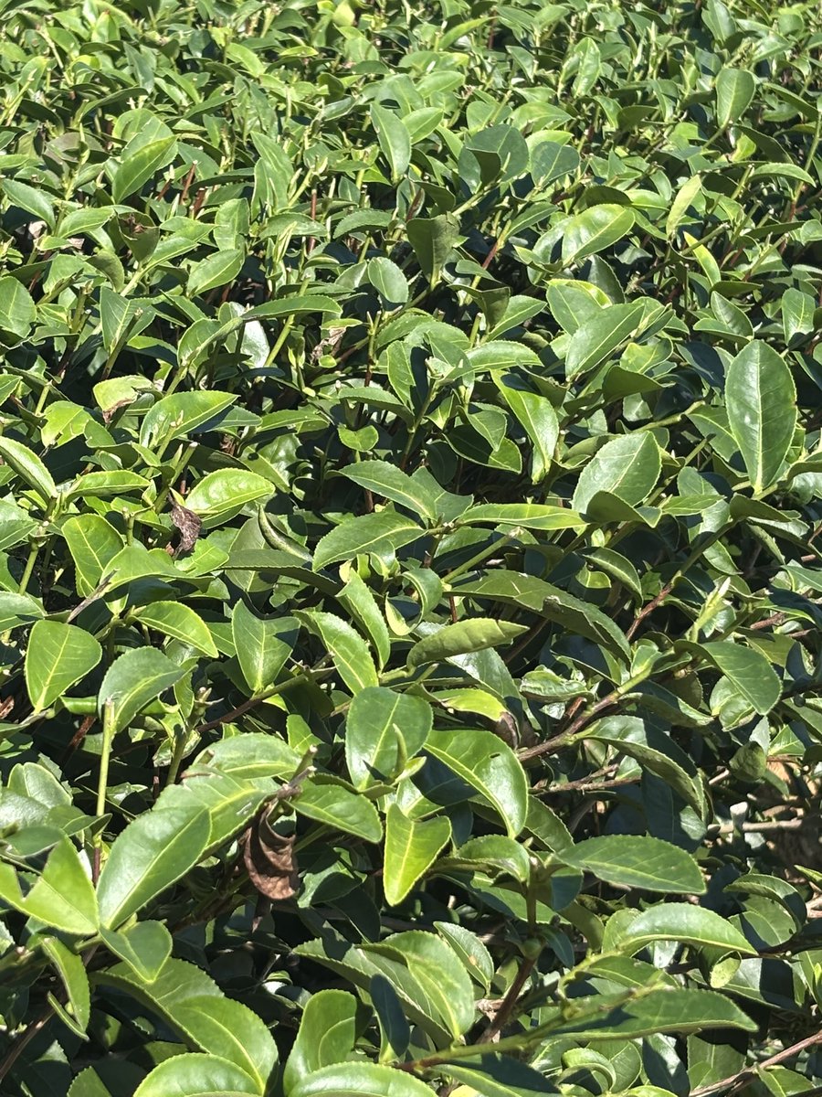 galeriesassen's tweet photo. Das erste Mal in meinem Leben habe ich Teeplantagen gesehen und gerochen. #tee https://t.co/hYGbBidMDI