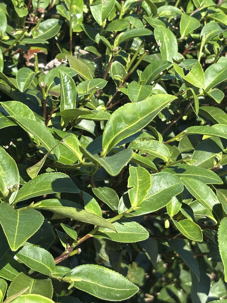 galeriesassen's tweet photo. Das erste Mal in meinem Leben habe ich Teeplantagen gesehen und gerochen. #tee https://t.co/hYGbBidMDI