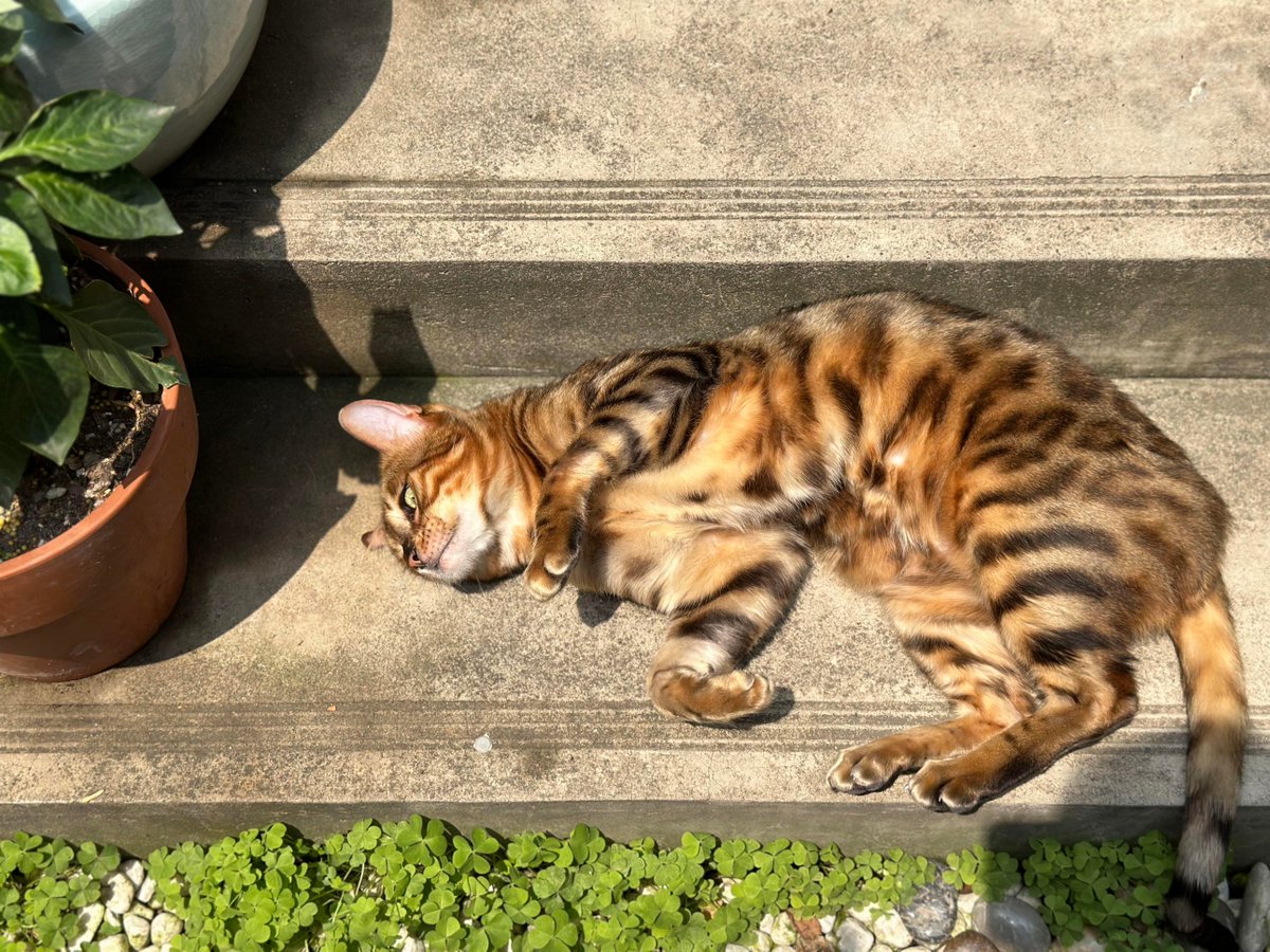 arthu_02_y2's tweet photo. [Chasing the light, taking a nap in the sun, leaning on a railing, feeling all the little joys in life.] https://t.co/BDWUJrtEvs