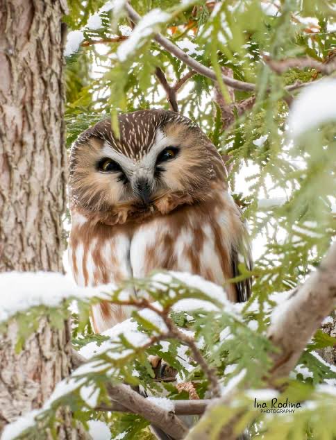 leafyyohan's tweet photo. @eurihaline northern saw-whet owls !! i love owls in general but theyre my fav species :DDD https://t.co/Io3zpHyyRf