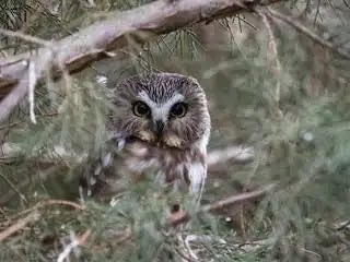 leafyyohan's tweet photo. @eurihaline northern saw-whet owls !! i love owls in general but theyre my fav species :DDD https://t.co/Io3zpHyyRf