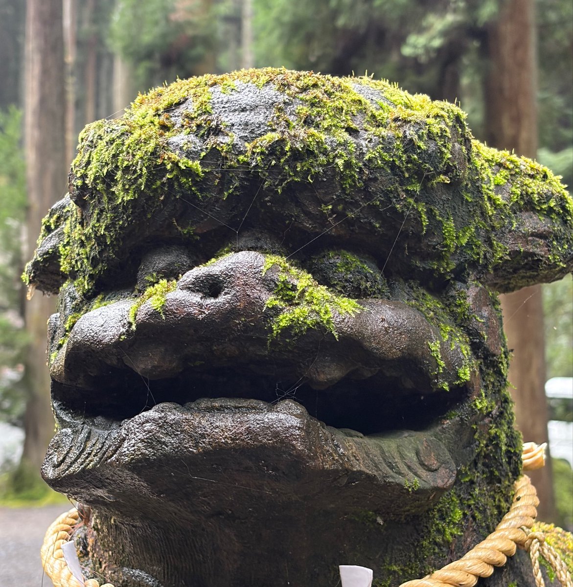 DBcrownchannel's tweet photo. 昨日の茨城　神社巡り
狛犬に個性を感じた

みんな違って
みんないい。

どれが良いですか？

俺は4枚目。 https://t.co/Zr2Tl3Cp5t