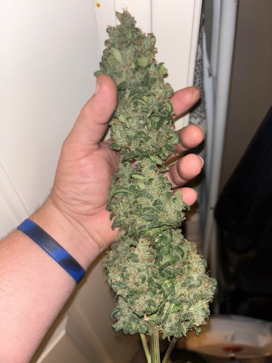 packpro___'s tweet photo. Lemon cherry cookies 🍋 🍒 🍪

Full Menu &amp; TD On Our Tato/Talk Channel
⤵️
https://t.co/bIsuellaMv https://t.co/fqG82poAsJ