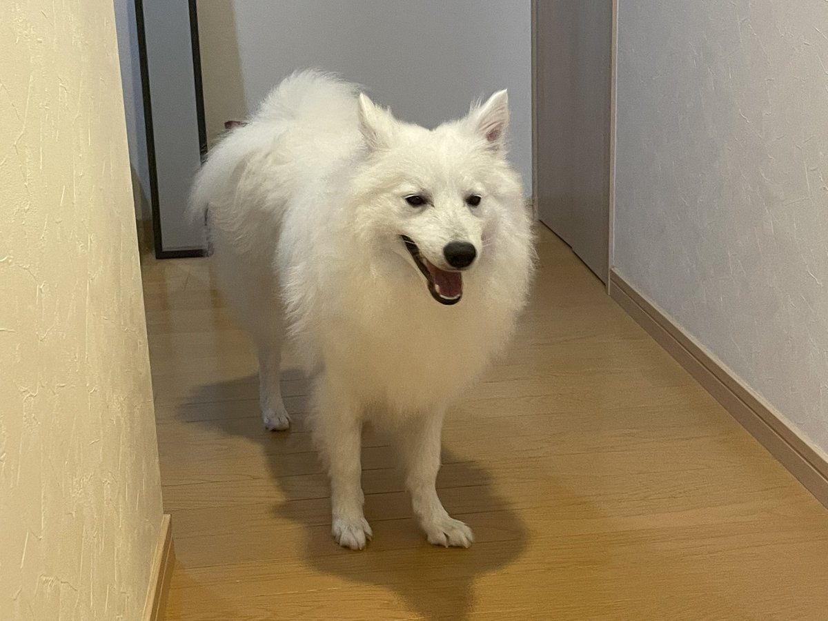 rainerspits's tweet photo. 何を考えてるのかよくわからない表情のらいなぁ
#日本スピッツ
#犬 https://t.co/fWYHlhZ1dC