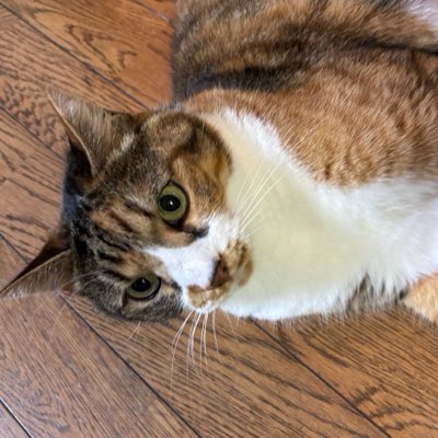 asjoutis10's tweet photo. #新しいプロフィール画像 https://t.co/CillllLAZW