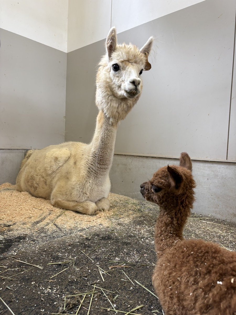 bokka_no_sato's tweet photo. 親子揃ってゆったり休憩中🦙
子供を気遣う姿に癒されます😌🤍

今日も楽しい一日でした♪

＊牧歌の里　＊アルパカ https://t.co/b4V3qKz1HP