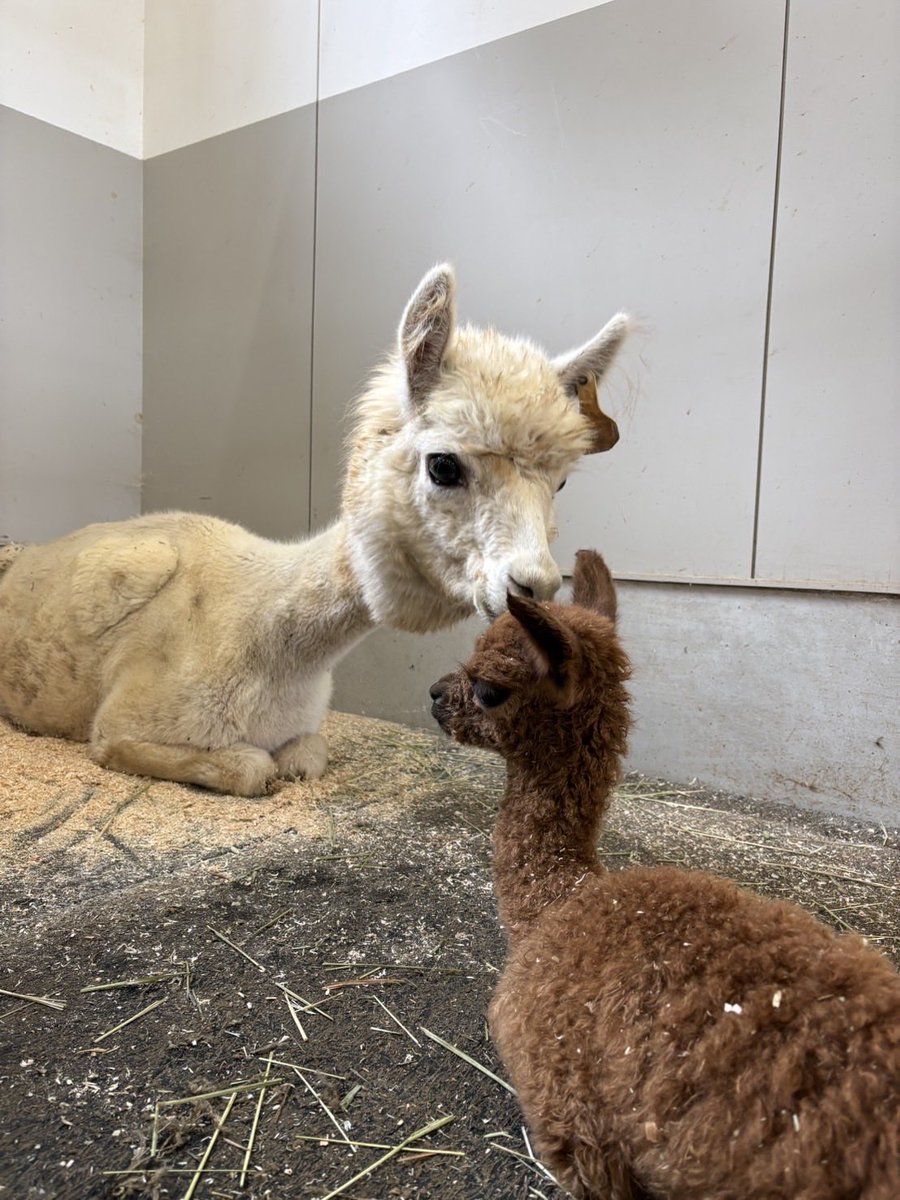 bokka_no_sato's tweet photo. 親子揃ってゆったり休憩中🦙
子供を気遣う姿に癒されます😌🤍

今日も楽しい一日でした♪

＊牧歌の里　＊アルパカ https://t.co/b4V3qKz1HP