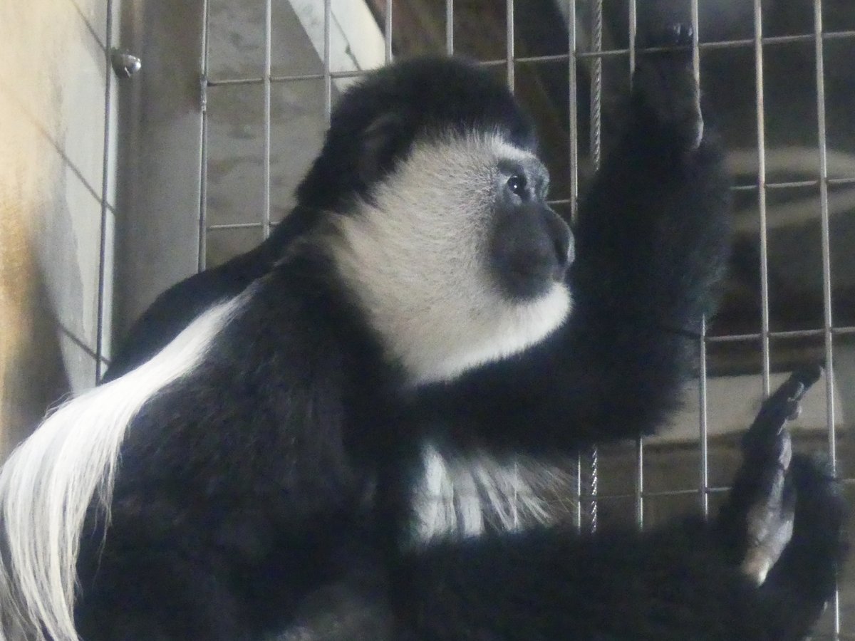 UenoZooGardens's tweet photo. おはようございます。
上野動物園の開園をお知らせします。

#アビシニアコロブス 
#上野動物園 https://t.co/004CW43aZ1