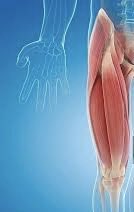 Madihealth2026's tweet photo. Q::Which connective tissue structure attaches a muscle to a bone?

A. Ligament
B. Tendon
C. Cartilage
D. Fascia https://t.co/xLpjNvEP4B