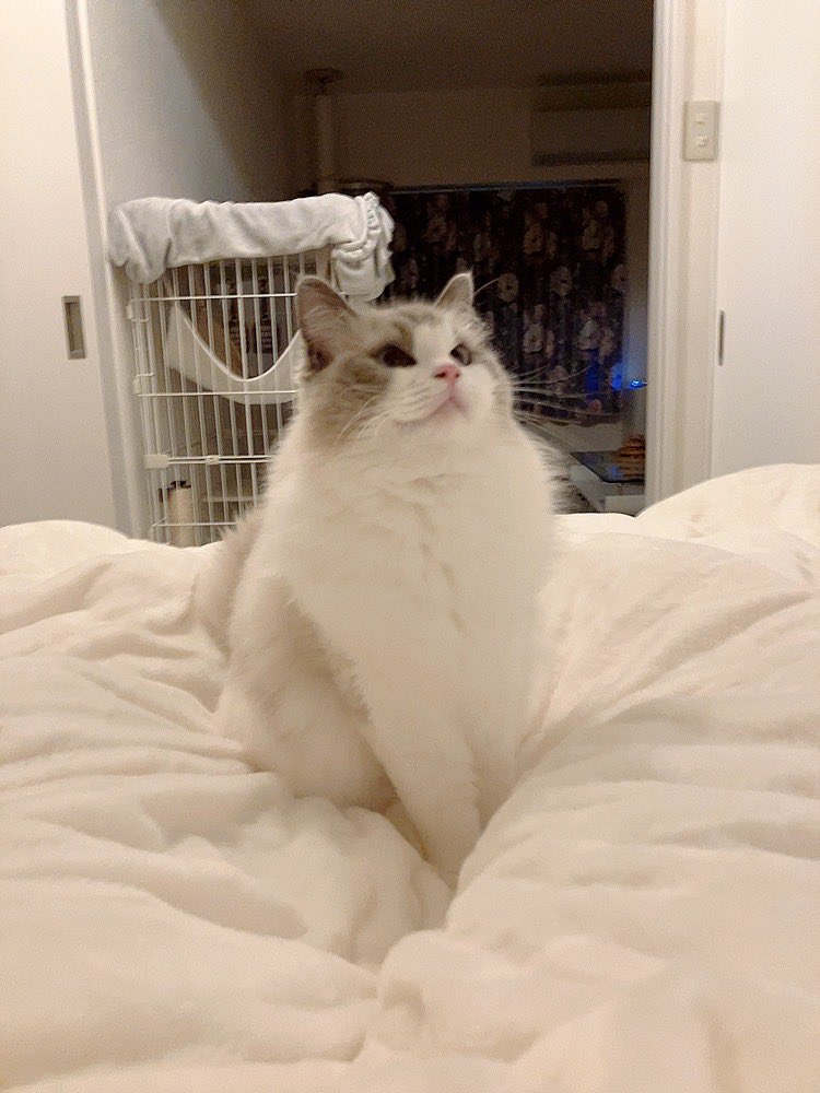 violet_ragdoll's tweet photo. 実家にて両親から猫を飼うことを否定されました。若くして亡くしたなら可哀想だからもう飼うな、だそう。
ヴィーくんとのこと何も知らないくせに口出すな〜💢最大の侮辱でしかない💢

はぁ、浄化浄化🧚 https://t.co/Na051tZgP6