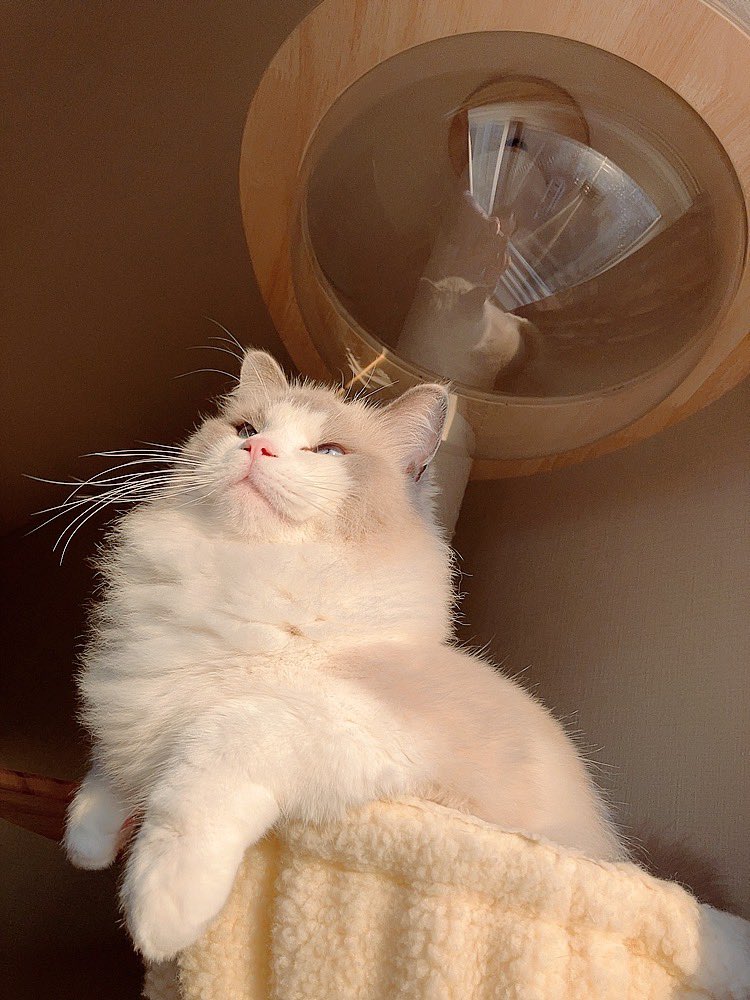 violet_ragdoll's tweet photo. 実家にて両親から猫を飼うことを否定されました。若くして亡くしたなら可哀想だからもう飼うな、だそう。
ヴィーくんとのこと何も知らないくせに口出すな〜💢最大の侮辱でしかない💢

はぁ、浄化浄化🧚 https://t.co/Na051tZgP6