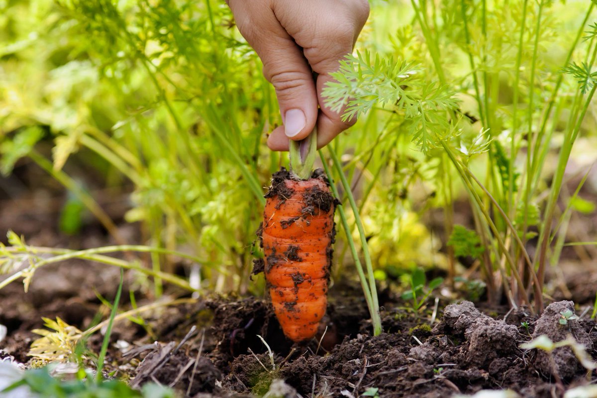 LEAF_Farming's tweet photo. It’s #BritishFoodFortnight &amp; we’re proud to celebrate British-grown produce by shining light on LEAF Marque. It helps farmers grow their business whilst prove green credentials, giving consumers confidence in the food they consume.
 Learn more: https://t.co/EePF53acIM

#Farming https://t.co/Kkjy2Lhw78