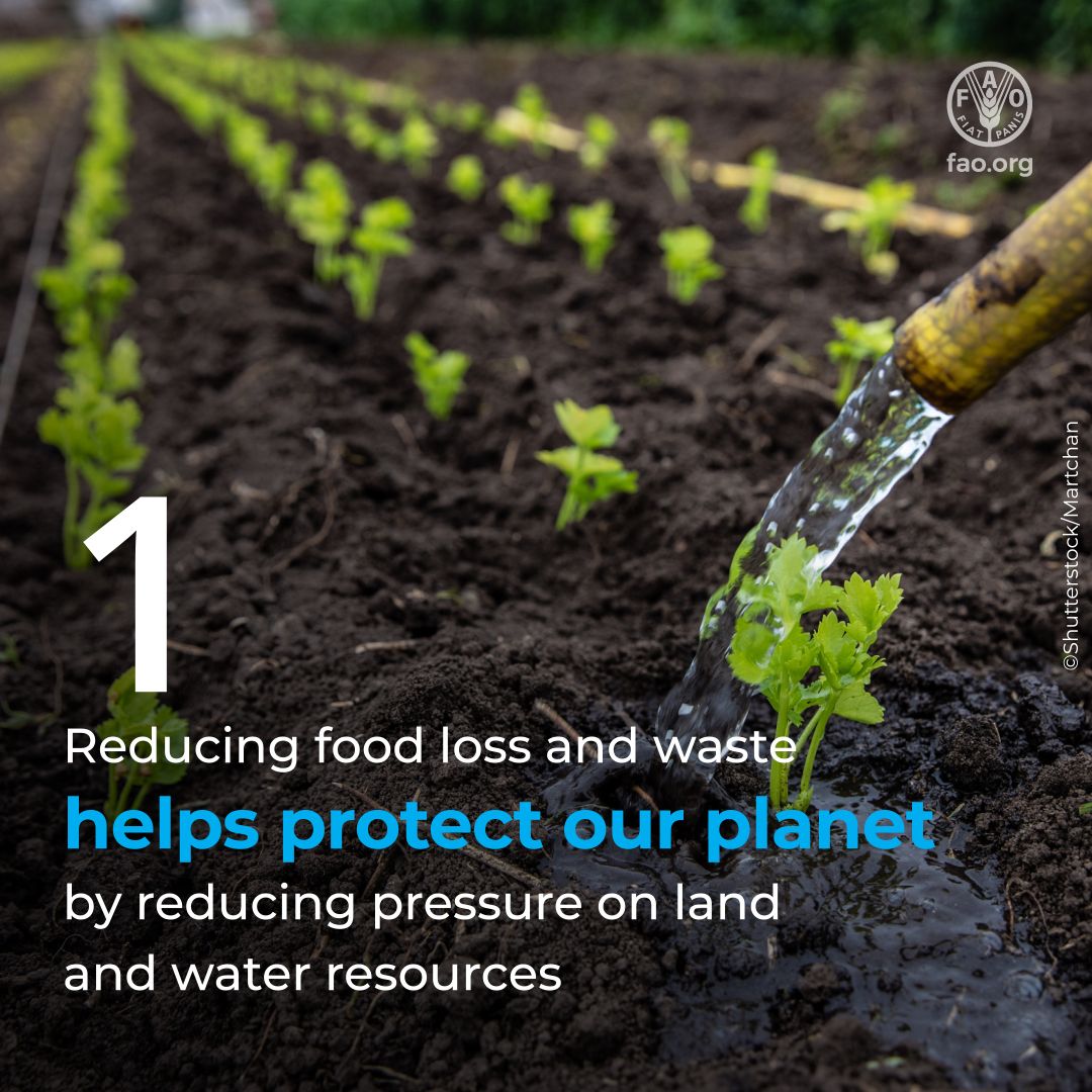 UNGeneva's tweet photo. Reducing #FoodLoss and #FoodWaste matters 🍽️

Here are 4️⃣ ways it helps people and the planet 🌏

#FLWDay @FAO https://t.co/A3r6ErLJ7U