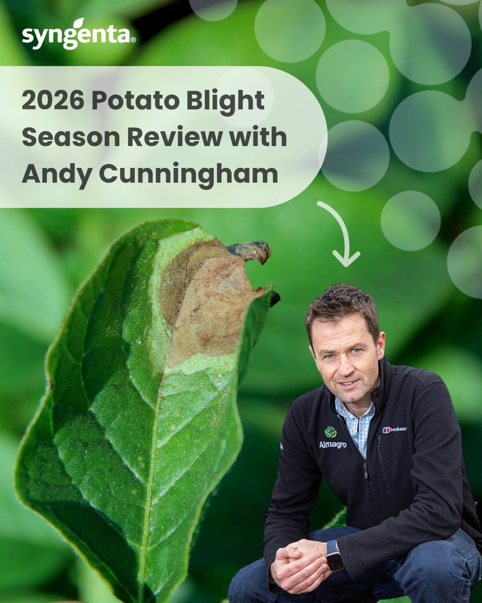 SyngentaUK's tweet photo. The 2026 potato season is drawing to a close and much of the crop is now being lifted.

Technical Manager, Andy Cunningham, looks back at the blight season and what it means for 2027 and beyond.

Read the article: https://t.co/91Vigxn2wS https://t.co/RtI1CCMYhE