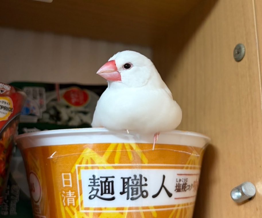 bunchokawaiibot's tweet photo. こういうぬーどるストッパー販売してください‼️ https://t.co/8zesmmjsK2