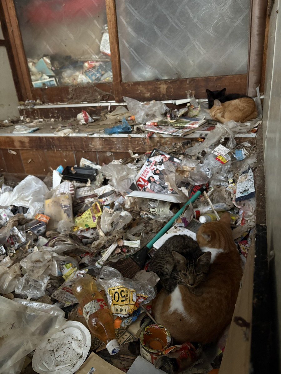 Gomez0728's tweet photo. 市役所の近くの長屋なんだが、猫が虐待されてる
愛護センターに問い合わせたとこれで人が住んでて飼ってると
確かに中からゴトゴト音はしてたけども…
これで飼育下といえる？
子猫(大人猫も)とかもう動けなくてぐったりしてるんだけど！？
どうにかならないの?
#動物虐待 #飼育崩壊@nyantomo_net https://t.co/jQj3aw1XFX
