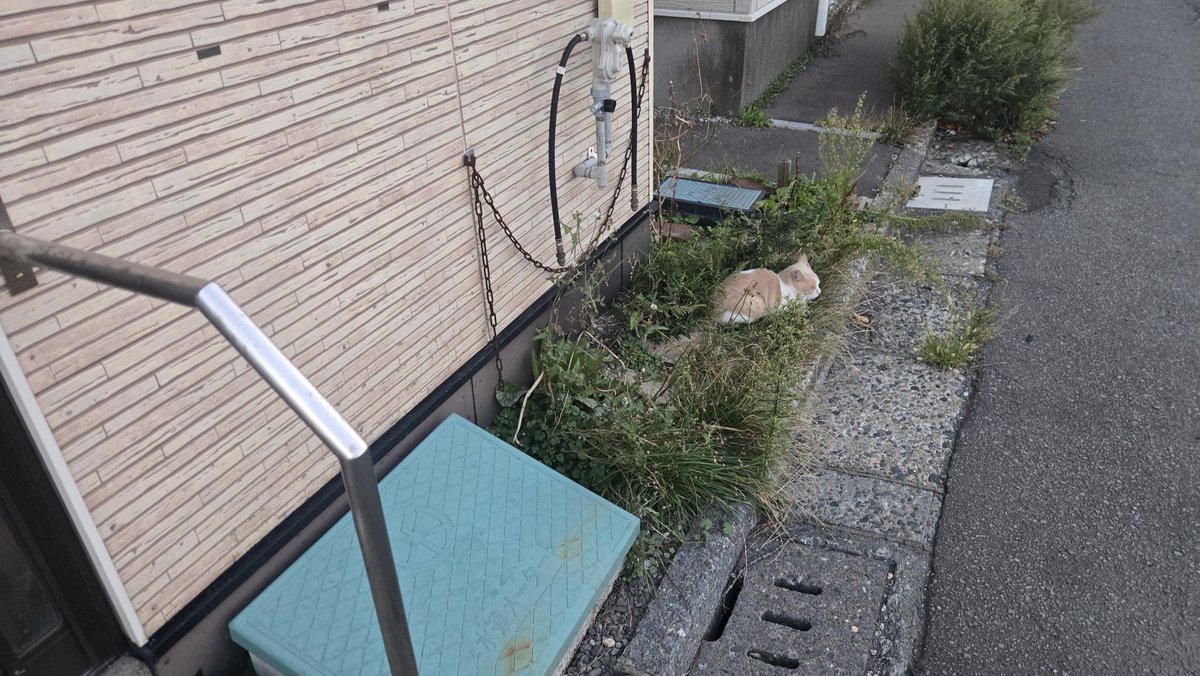 Gomez0728's tweet photo. 市役所の近くの長屋なんだが、猫が虐待されてる
愛護センターに問い合わせたとこれで人が住んでて飼ってると
確かに中からゴトゴト音はしてたけども…
これで飼育下といえる？
子猫(大人猫も)とかもう動けなくてぐったりしてるんだけど！？
どうにかならないの?
#動物虐待 #飼育崩壊@nyantomo_net https://t.co/jQj3aw1XFX