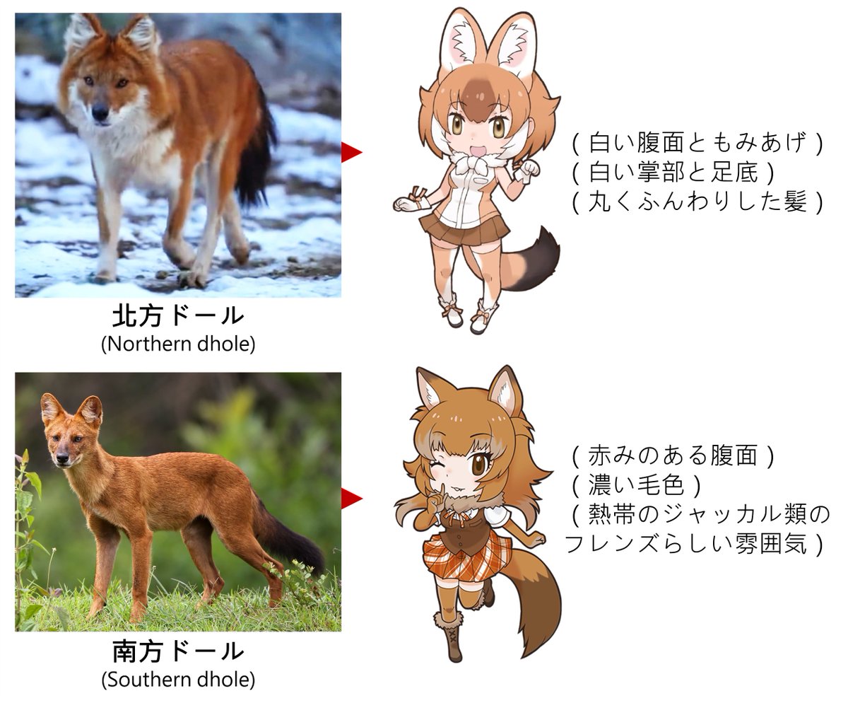 sngln19748154's tweet photo. オーバードールのフレンズストーリーでは、長い髪を「たてがみ」と呼んでいるのが、実際のドールに見られる南北の違いを思わせます！

近年の遺伝学的研究では、ドールは大きく北方系統と南方系統に分けられることが多いようです。これは、ドールの分布域が南北に広く及んでいることとも関係しています：
北方ドールは被毛が長く密で、頬から首にかけて、たてがみのようなふさふさした長毛があります。
南方ドールは頭部から首にかけて北方ドールのようなたてがみ状の長毛がなく、全身の被毛も短く、より細身に見えます。また、腹面も北方ドールのように白くありません。

個人的には、けものフレンズ3のドールは北方ドールをモチーフにしているのではないかと感じています（白い腹面ともみあげ、丸くふんわりした髪型など）。

一方、初代アプリ版のドールは南方ドールをモチーフにしているように感じます（赤みのある腹面、より濃い体色、比較的細身で軽快な印象など）。デザインも、熱帯に生息するジャッカル類のフレンズに近いように思えます。
#けものフレンズ