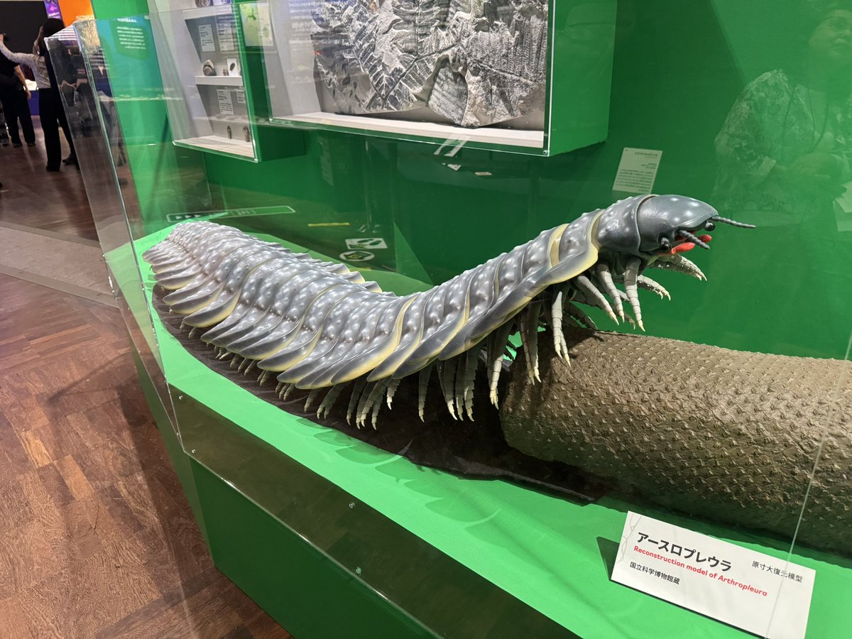 torindoru11's tweet photo. 大絶滅展もみてきた https://t.co/TM7WzjEz6I