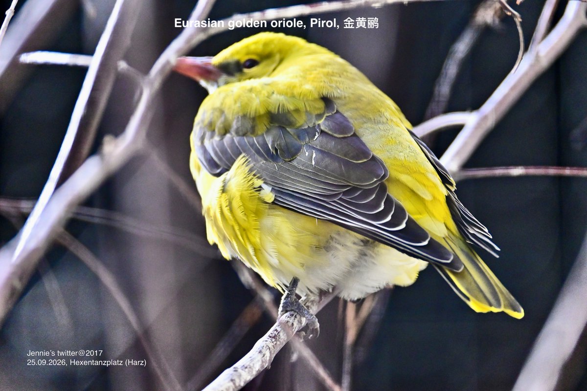 JieGe2017's tweet photo. Wildlife Portrait Photography: Eurasian Golden #Oriole, (#Pirol, #金黄鹂), 📸25.09.2026, Hexentanzplatz (Harz) https://t.co/LyrmNJnbvv