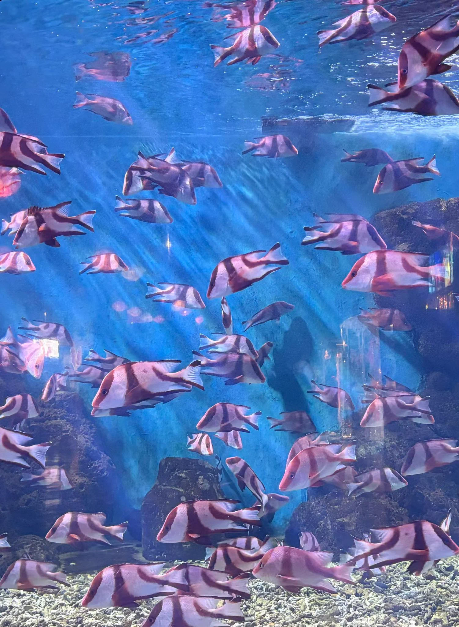 空泳ぐクラゲ (大) 桜の華 on X: 