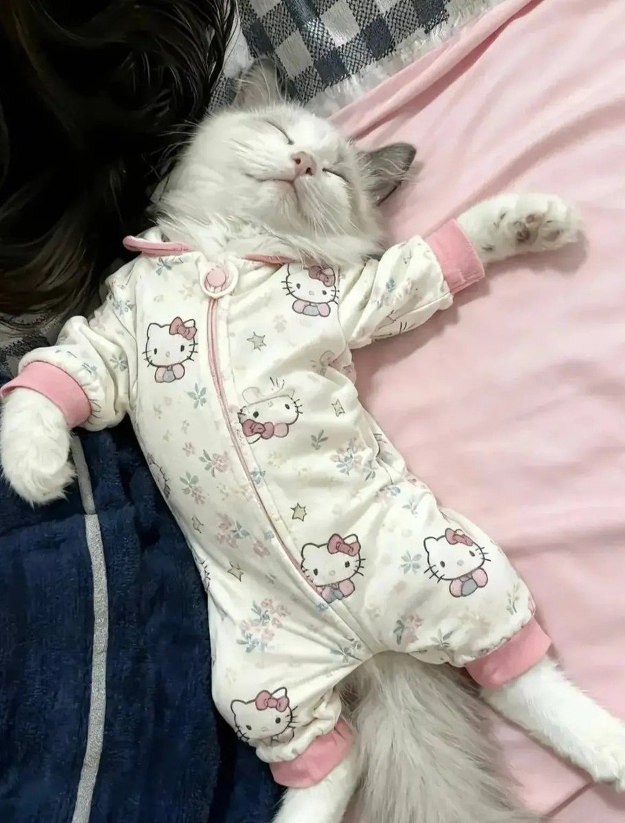 davinaanadaa's tweet photo. “Ngapain sih kucing dipakein baju?” 😭 Ya gimana, anak sendiri minta gaya harus diturutin 😌 Kalau besok minta kuliah, tinggal cari kampus yang nerima mahasiswa berbulu 🫣🐱 https://t.co/kii06CfHoI