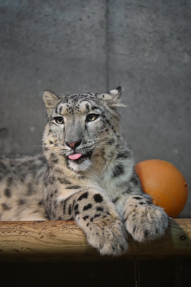 Canon_0331's tweet photo. ぺ😛

#いしかわ動物園
#ユキヒョウ
#ヒメル https://t.co/BXrDBGVs8K