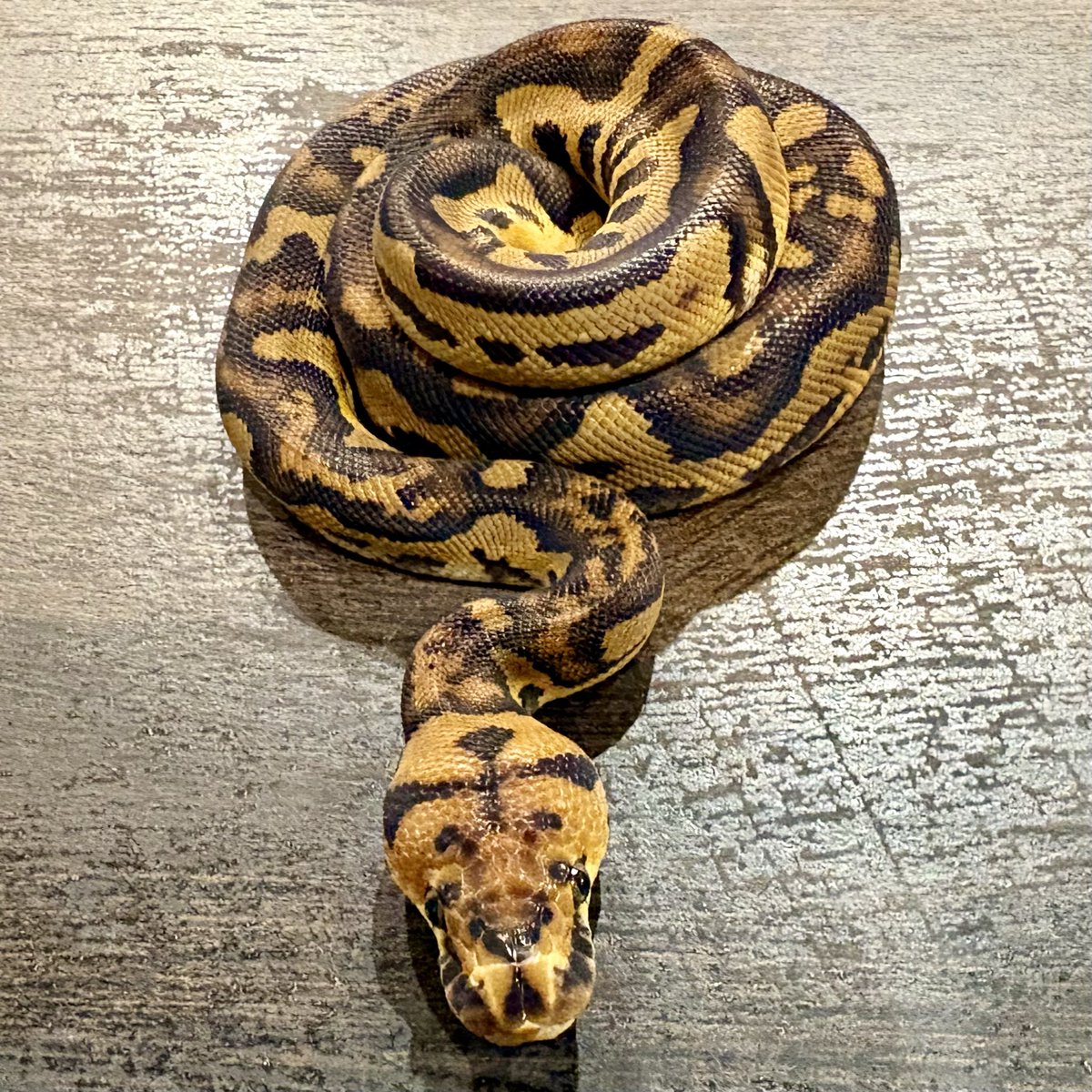 Ttri_BallPython's tweet photo. 販売個体紹介

0.1ボンゴエンチストレンジャークラウン

¥200,000

十字架模様がとてもカッコいい子です！

＊気になる生体がいましたらお気軽にDMお待ちしております🐍

#T_tri
#ボールパイソン https://t.co/DwZN99dchU