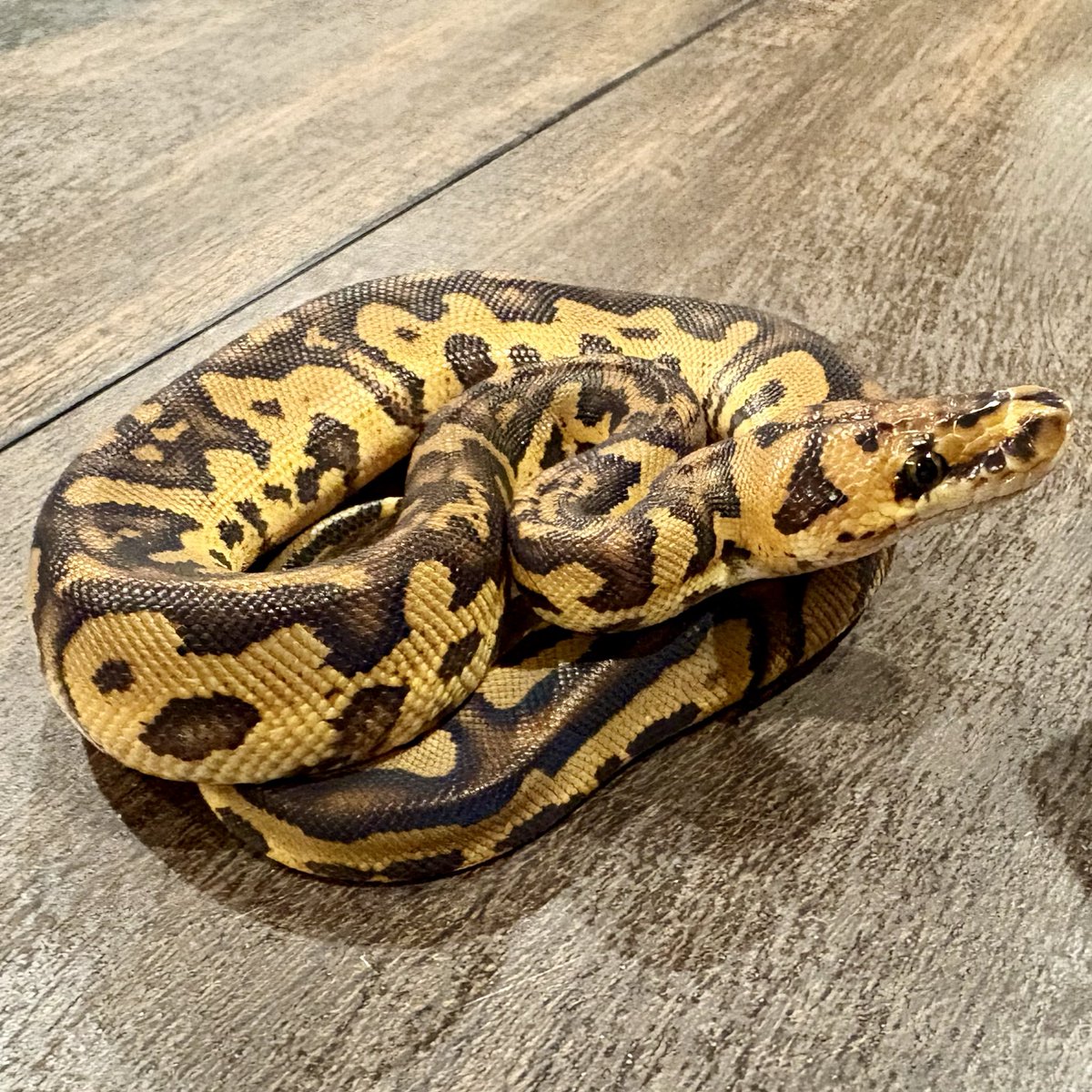 Ttri_BallPython's tweet photo. 販売個体紹介

0.1ボンゴエンチストレンジャークラウン

¥200,000

十字架模様がとてもカッコいい子です！

＊気になる生体がいましたらお気軽にDMお待ちしております🐍

#T_tri
#ボールパイソン https://t.co/DwZN99dchU