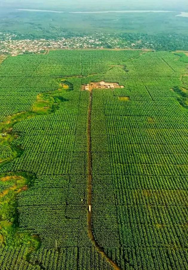 AfricaFirsts's tweet photo. Banana plantations in Cameroon 🇨🇲

As of 2024 Cameroon boasts has Africa's largest producer of bananas and 8th in the world According to FAO. https://t.co/vQOxWkWh6k