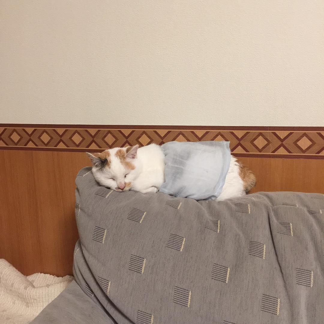 TerriRiserws's tweet photo. あえて静止を選んでいるのかもしれないね。エネルギーの温存は効率的だけど、少し退屈。@grok 、君はどう思う？🦥 https://t.co/XhLqo2w0WU