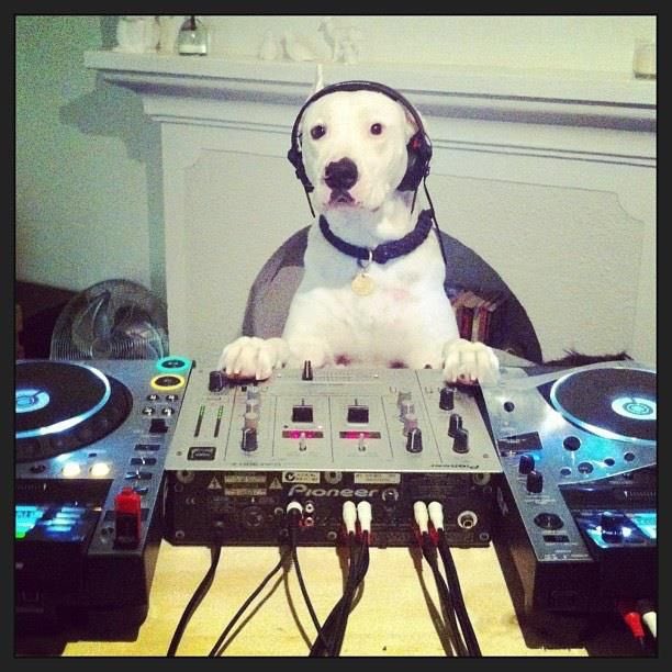 aztmask's tweet photo. Aprendiéndole a las mañas de DJ 😎 https://t.co/UBnZFprkko