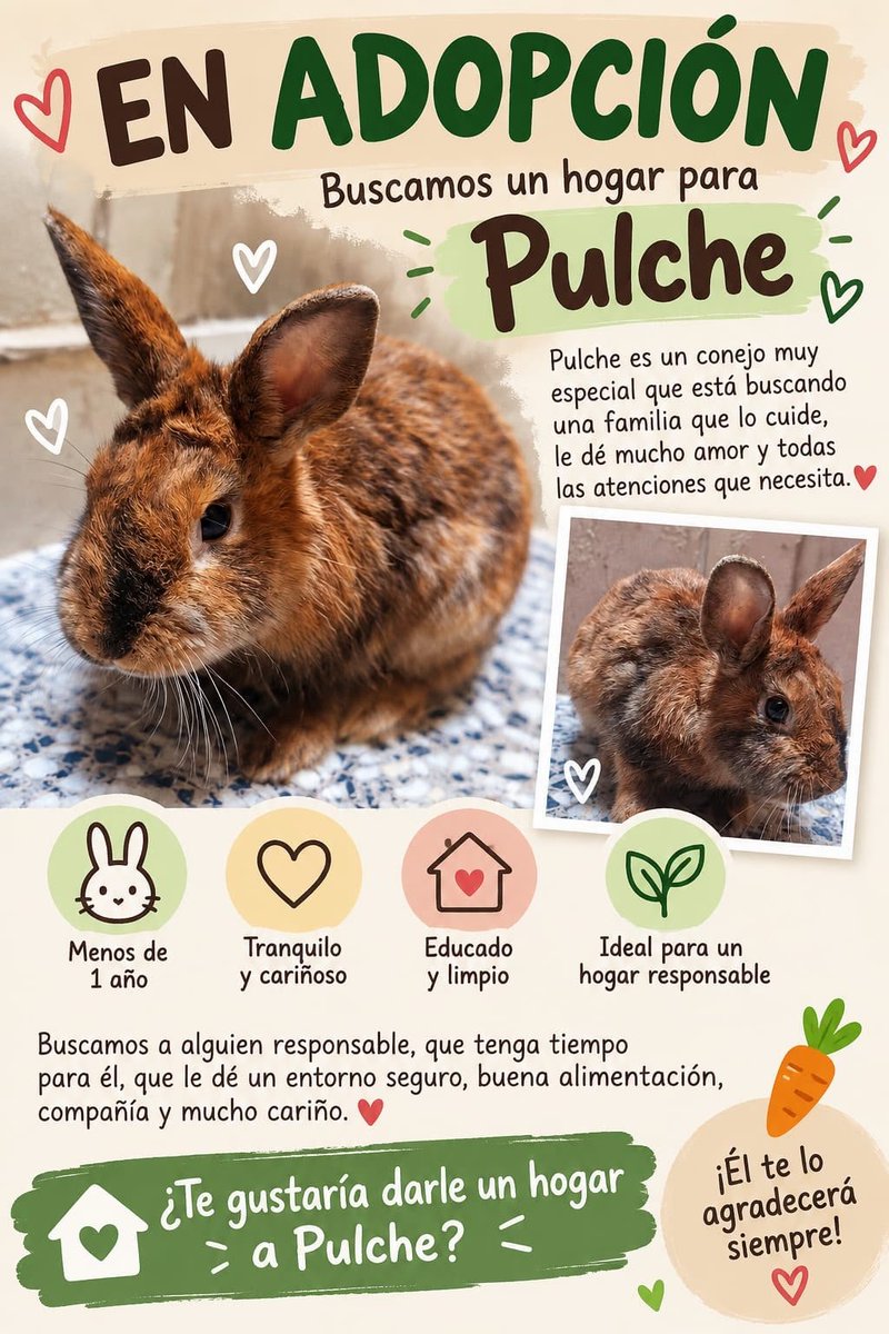 AcofalX's tweet photo. Un amigo se encontró por Rabasa  (Alicante) a este conejo abandonado y le está buscando hogar, por si alguien está interesado 675522870 https://t.co/a0SaYiSSQd