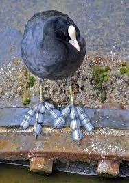 radiumcookie's tweet photo. @TriDreadN0ught @marbitozard_ I hate to break it to you but some birds have weird ass feet like this American coot https://t.co/TsNNTnVwd8