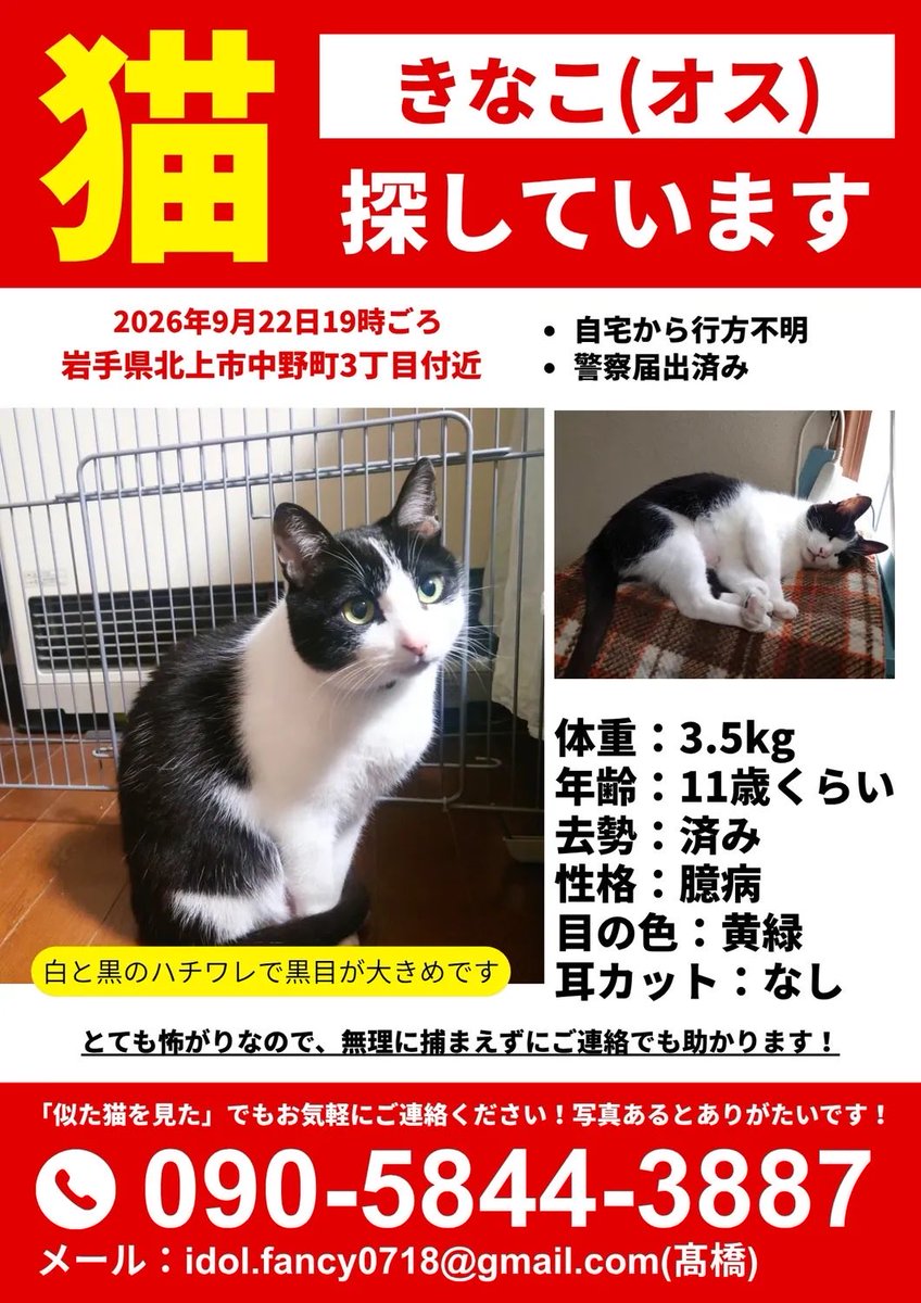 nyancorony's tweet photo. 北上市中野町3丁目です！！
居なくなって1週間経ちます。
有力な目撃情報はナシ…
3枚目の写真は
このエリアに住み着いていると思われる
似ている野良猫です。
探しているのは2枚目の写真の
きなこ君。

見かけましたら
近づかずに写真か動画を撮ってくださると
助かります🙏 https://t.co/uNREGFym6X