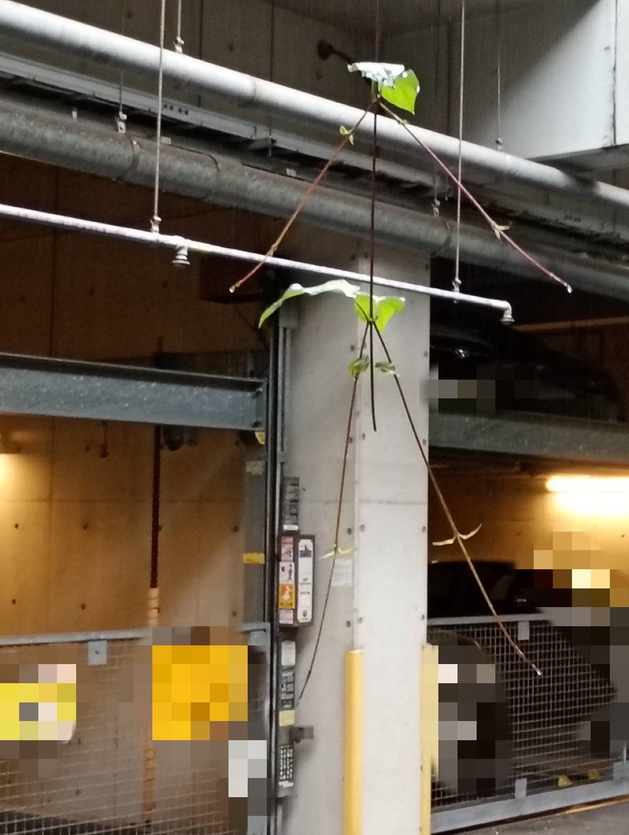 minamitoudou's tweet photo. 駐車場からぶら下がってた植物が棒人間すぎる https://t.co/csBNce2NAV