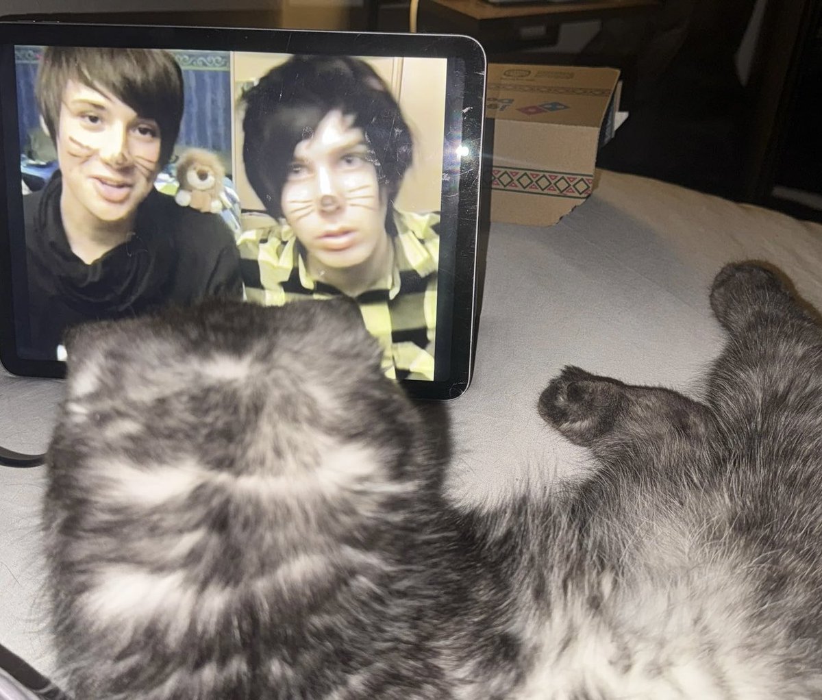 vomit_pod's tweet photo. showing my cat the phible #phantwt https://t.co/c2vieriTcg